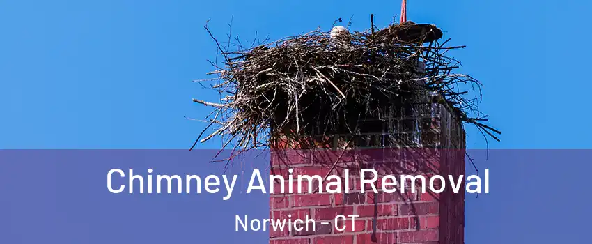  Chimney Animal Removal Norwich - CT