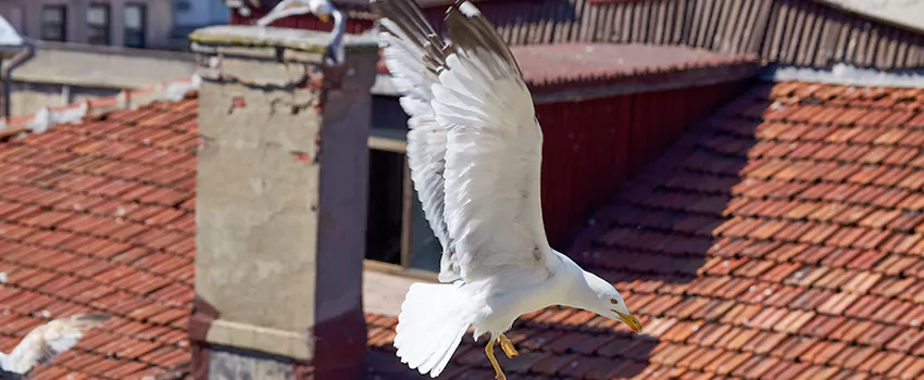 Residential Chimney Animal Removal Solution in Norwich, CT